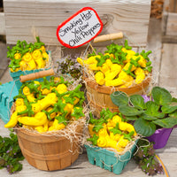 Yellow Peppers 1080